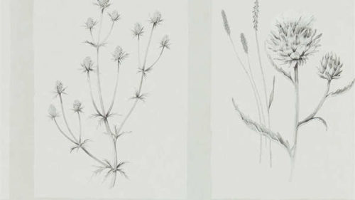 Little Thistles 216512